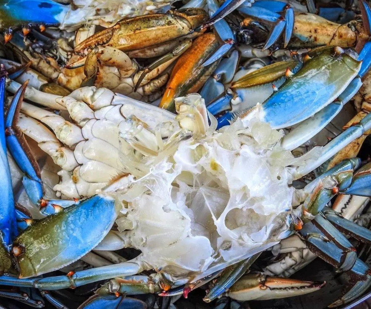 Blue Crab (1 Kg)