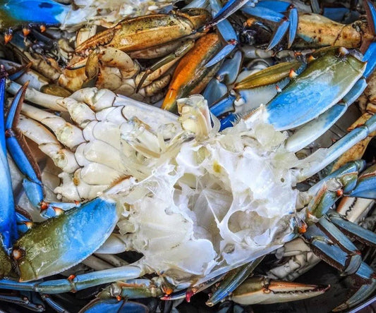Blue Crab (1 Kg)