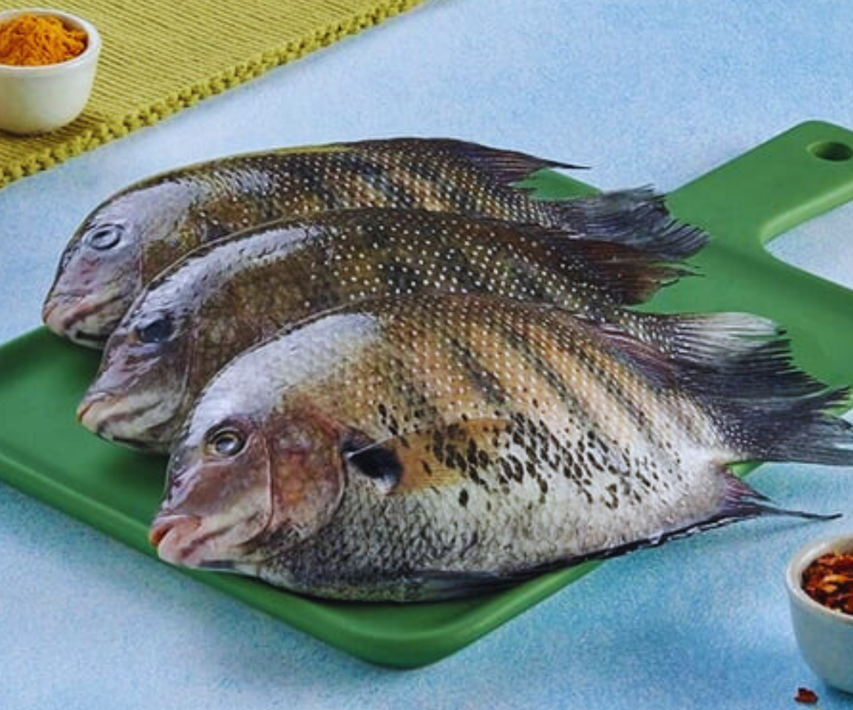 Pearlspot (1 Kg)